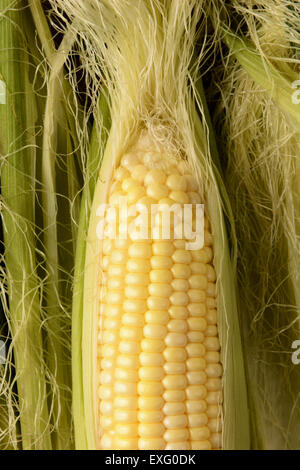 Closeup of a partially shucked ear of corn in vertical format. The fresh picked sweet corn fills the frame surrounded by silk an Stock Photo