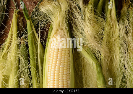 An ear of fresh picked corn on the cob. It is partially shucked and surrounded by more silk and husk in horizontal format. Stock Photo