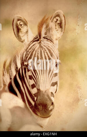 Portrait of a common zebra, Equus Quagga. Sepia tone vintage image with grunge effect. Stock Photo