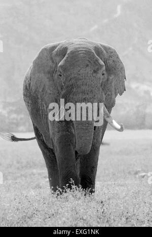 Old african elephant, Loxodonta Africana, in Ngorongoro Conservation Area, Tanzania. Black and white vintage image. Stock Photo