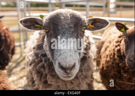 Grey and dark brown black Shetland sheep ready waiting in pen to be sheared staring and observant of what is happening nearby Stock Photo