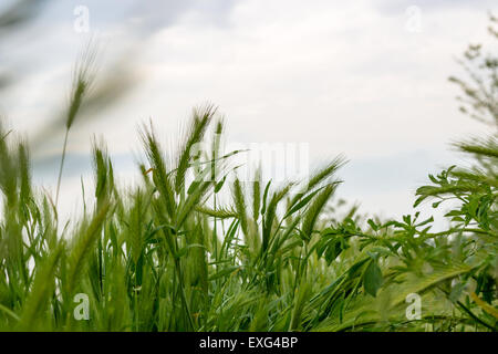 Foxtail or spear grass on green weeds Stock Photo