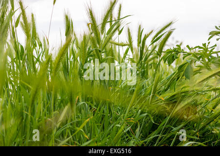 Foxtail or spear grass on green weeds Stock Photo