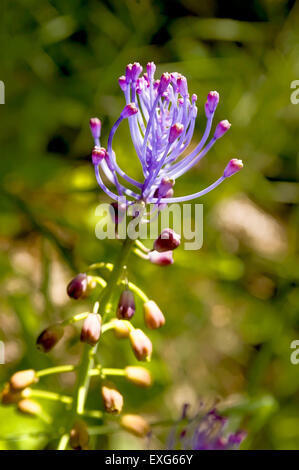 A violet Tassel Hyacinth flower (Leopoldia Comosa) in an italian meadow under the warm spring sun Stock Photo