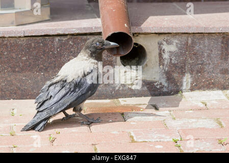 A Hooded Crow is drinking few water from a flow tube to refresh itself during the warm and arid summer Stock Photo