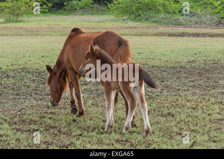 Horses in India Stock Photo