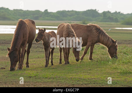 Horse in India Stock Photo