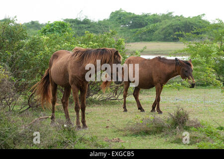 horse in India Stock Photo