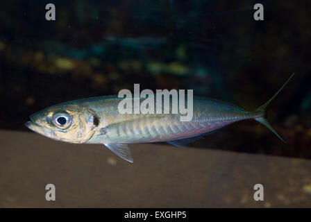 Mediterranean horse mackerel, Trachurus mediterraneus, Carangidae, Mediterranean Sea, Italy Stock Photo