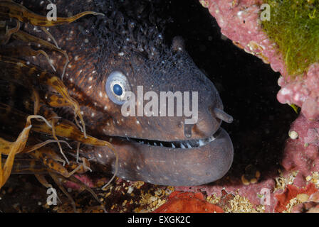 Mediterranean moray Muraena helena, Mureneidae, Tor Paterno protected area, Rome Lazio, Italy Stock Photo