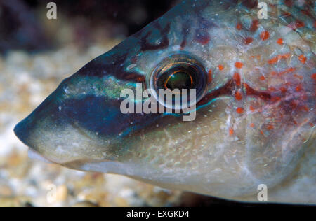 East Atlantic peacock wrasse, Symphodus tinca, Labridae, Mediterranean Sea Stock Photo