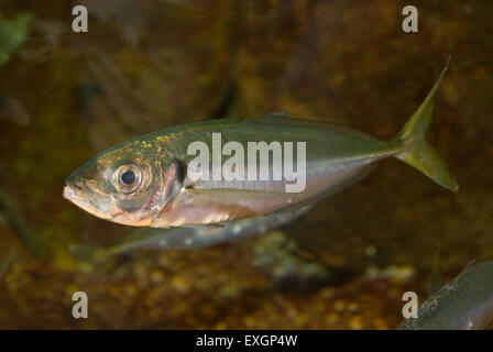 Mediterranean horse mackerel, Trachurus mediterraneus, Carangidae, Mediterranean Sea, Italy, Stock Photo