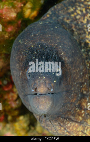 Mediterranean moray Muraena helena, Mureneidae, Tor Paterno protected area, Rome, Lazio, Italy Stock Photo