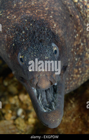 Mediterranean moray Muraena helena, Mureneidae, Tor Paterno protected area, Rome Lazio, Italy Stock Photo