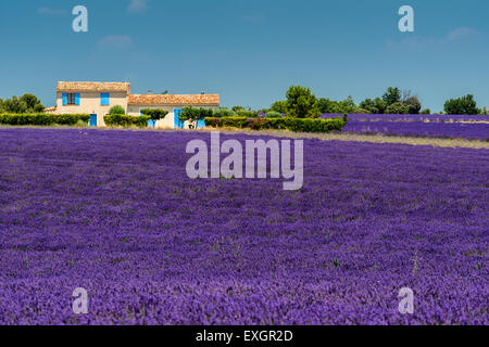 Scenic lavender field in Provence, France Stock Photo