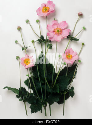 Anemone x hybrida 'Konigin Charlotte' Stock Photo