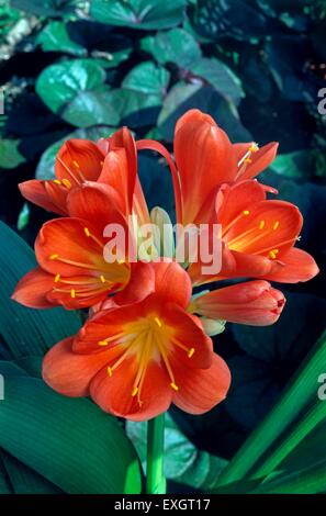 Clivia miniata, showing cluster of orange flowers with yellow stamen on tall stem Stock Photo