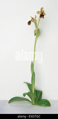 Ophrys tenthredinifera (Sawfly orchid), stem with leaves at base Stock Photo