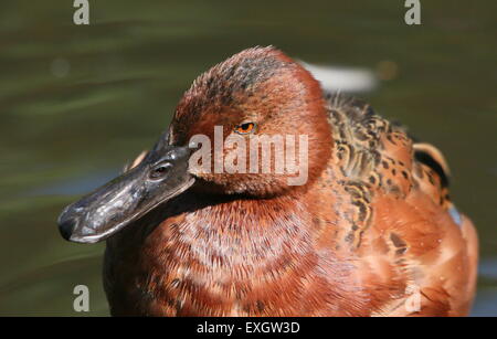 Close-up portrait of a Cinnamon Teal ( Anas cyanoptera) Stock Photo