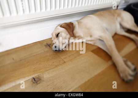Yellow Labrador Retriever puppy aged 13 months old sleeping in kitchen on wooden floor next to radiator Stock Photo