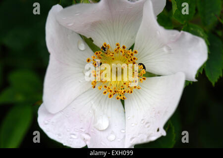 Dog rose, Rosa canina, wild climbing plant with pink and white flowers with raindrops after the rain in summer, Berkshire, June Stock Photo