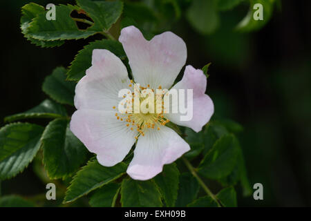 Dog rose, Rosa canina, flowering wild climbing plant with pink and white flowers in summer, Berkshire, June Stock Photo