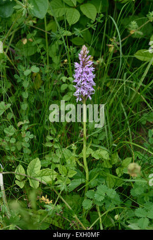 Common spotted orchid, Dactylorhiza fuchsii, flower spike among downland vegetation, Berkshire, Juneleaf Stock Photo