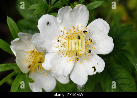 Field rose, Rosa arvensis, white flowers on a wild scrambling rose plant with pollen beetles, Brassicogethes aeneus, Berkshire, June Stock Photo