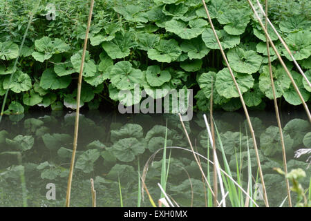 Common butterbur, Petasites hybridus, large leaves reflected in the still water of the Kennet and Avon canal after the plants ha Stock Photo