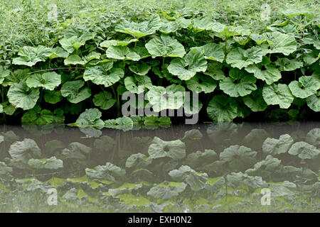 Common butterbur, Petasites hybridus, large leaves reflected in the still water of the Kennet and Avon canal after the plants ha Stock Photo