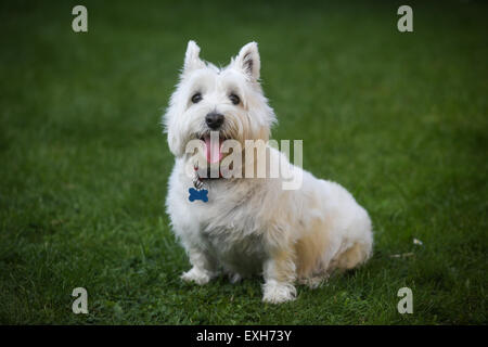 A White West Highland Terrier pictured in the garden Stock Photo