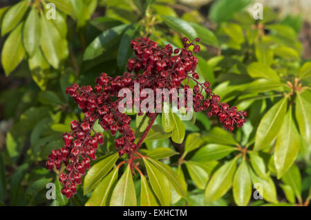 Pieris japonica Valley Valentine Stock Photo