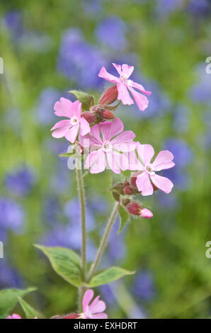 Pale pink Campion - Silene x hampeana against backdrop of bluebells Stock Photo