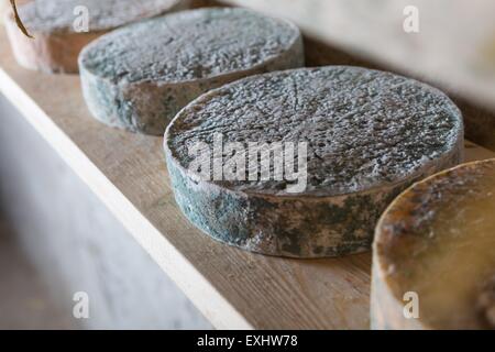 Goat cheese maturing in basement. Studio shoot with mystic light efect. Stock Photo