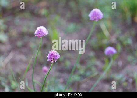 Beautiful flowers of chives photographed in garden. Pink flowers of onion. Stock Photo