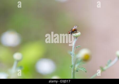 Fly sitting on plant. Close up of insect photographed in nature. Stock Photo