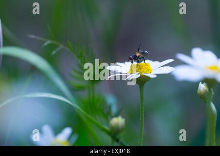 Fly sitting on plant. Close up of insect photographed in nature. Stock Photo