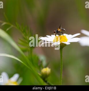 Fly sitting on plant. Close up of insect photographed in nature. Stock Photo