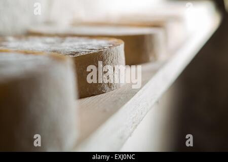 Goat cheese maturing in basement. Studio shoot with mystic light efect. Stock Photo