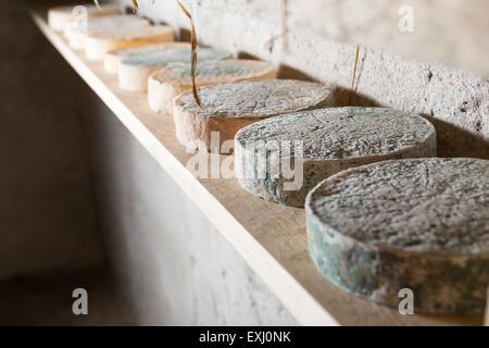 Goat cheese maturing in basement. Studio shoot with mystic light efect. Stock Photo