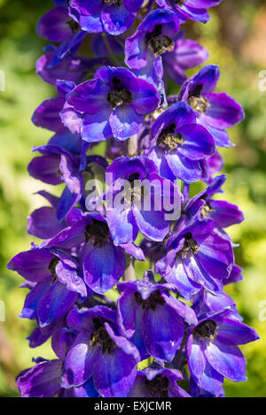 Close up a Delphinium flower spike with deep blue and violet flowers with a black bee. Stock Photo