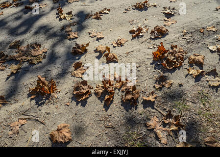 Kanapaha Botanical Gardens in Gainesville Florida. Stock Photo