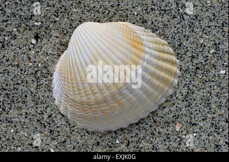 Common cockle / Edible cockle (Cerastoderma / Cardium edule) shell washed on beach Stock Photo