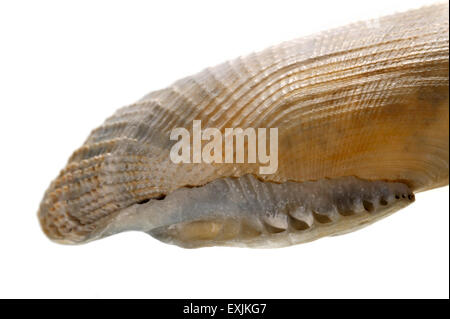 Common piddock (Pholas dactylus) close up showing the rolled-out hinge area Stock Photo