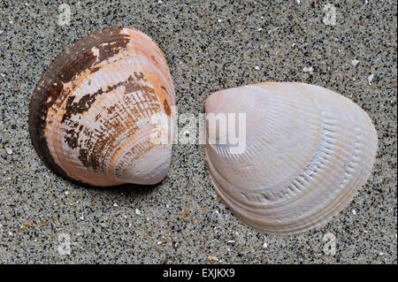 Three golden-colored sea shells, clam shells on a black stone
