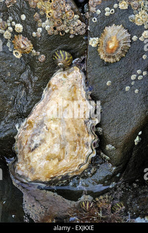 Pacific oyster / Japanese oyster / Miyagi oyster (Crassostrea gigas), barnacles and limpets growing on rock in intertidal zone Stock Photo