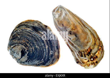 Common oyster / European flat oyster (Ostrea edulis) and Japanese Oyster / Pacific Oyster (Crassostrea gigas) on white Stock Photo