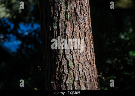 Loblolly pine tree trunk at Kanapaha Botanical Gardens in Gainesville, Florida. Stock Photo