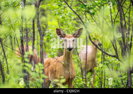 White-tailed deer hiding in forest, Assiniboine Forest, Winnipeg, Manitoba, Canada. Stock Photo