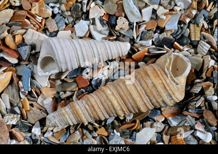 Turret-shell / auger shell / common tower shell (Turritella communis ...